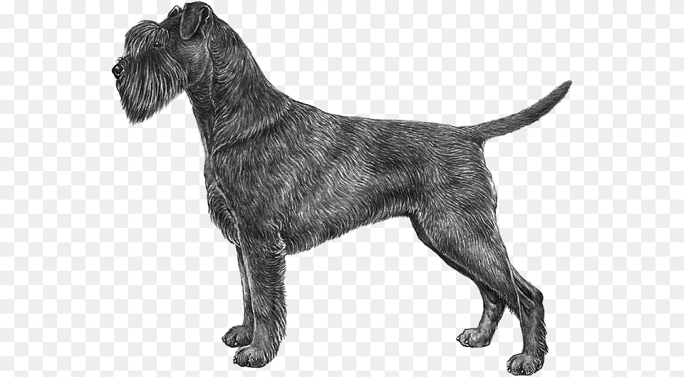 Schnauzer Standard Schnauzer, Animal, Canine, Mammal, Dog Free Transparent Png