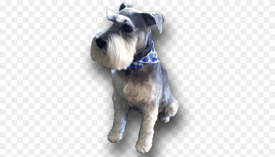 Schnauzer Standard Schnauzer, Animal, Canine, Dog, Mammal Png Image