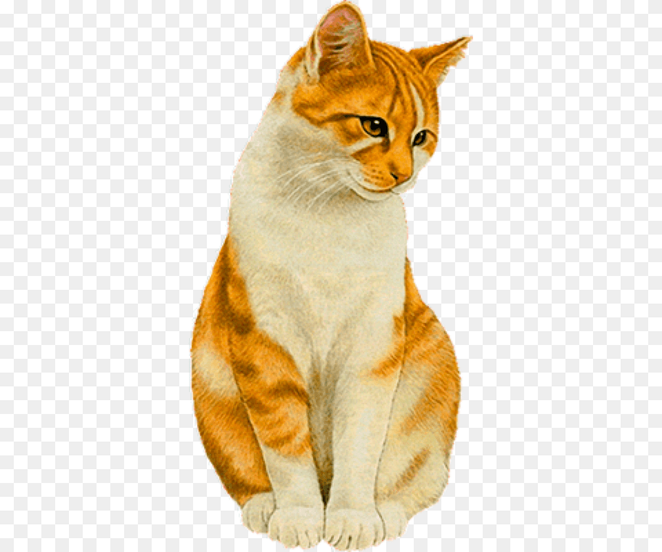 Schnes Wochenende Olli Gif, Abyssinian, Animal, Cat, Mammal Png Image