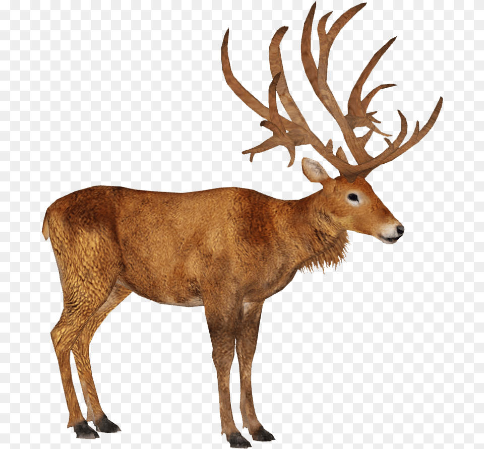 Schomburgk S Deer M Schomburgk39s Deer, Animal, Elk, Mammal, Wildlife Free Png Download