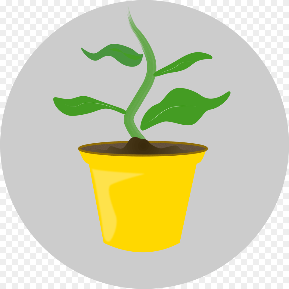 School Escape Rooms For Indoor, Leaf, Plant, Potted Plant Free Transparent Png