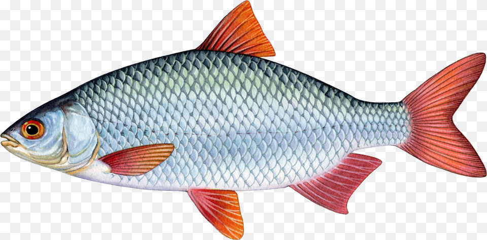 School Fish, Adult, Person, Man, Male Free Transparent Png