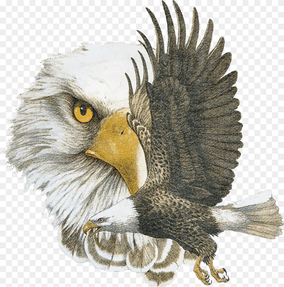 School Logo Nance Elementary Northwest Isd, Animal, Bird, Eagle, Bald Eagle Png Image