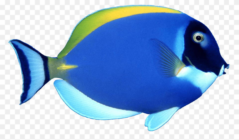 School Of Fish, Animal, Sea Life, Surgeonfish Free Png Download