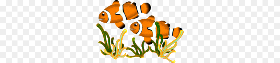 School Of Fish Clip Art, Amphiprion, Animal, Sea Life Png Image