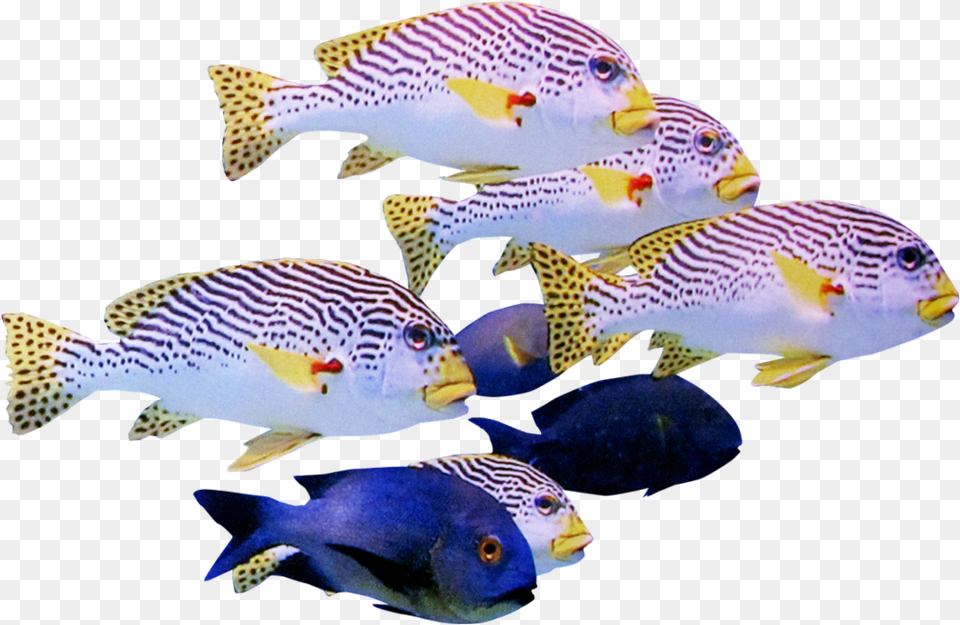 School Of Fish Transparent, Animal, Aquatic, Sea Life, Water Free Png Download