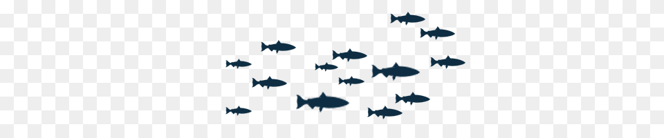 School Of Fish Transparent Background, Aircraft, Airplane, Vehicle, Transportation Free Png Download