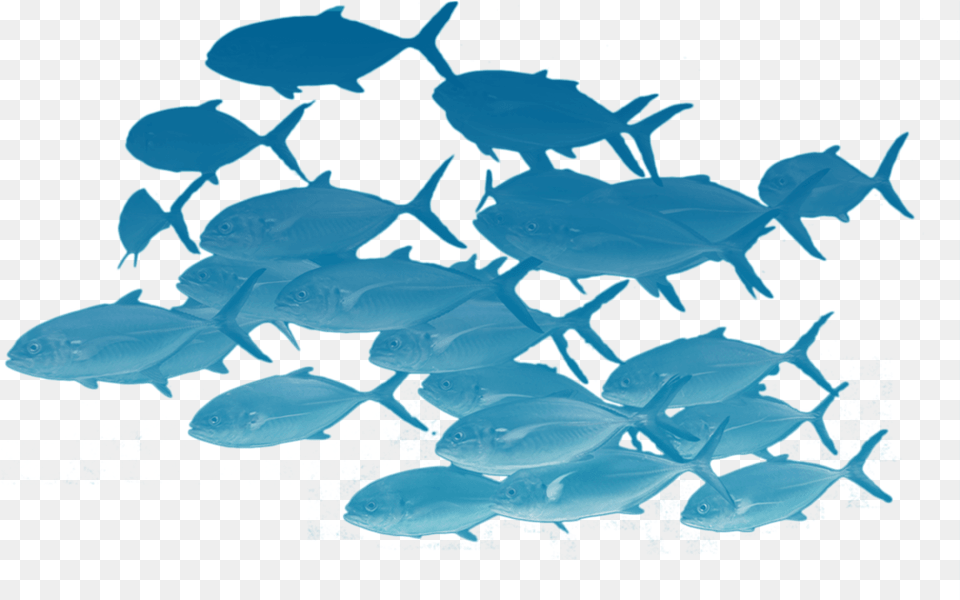 School Of Fishes School Of Fish, Aquatic, Water, Nature, Outdoors Free Png Download