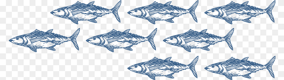 School Of Fishes Sushi, Animal, Fish, Sea Life, Tuna Png Image