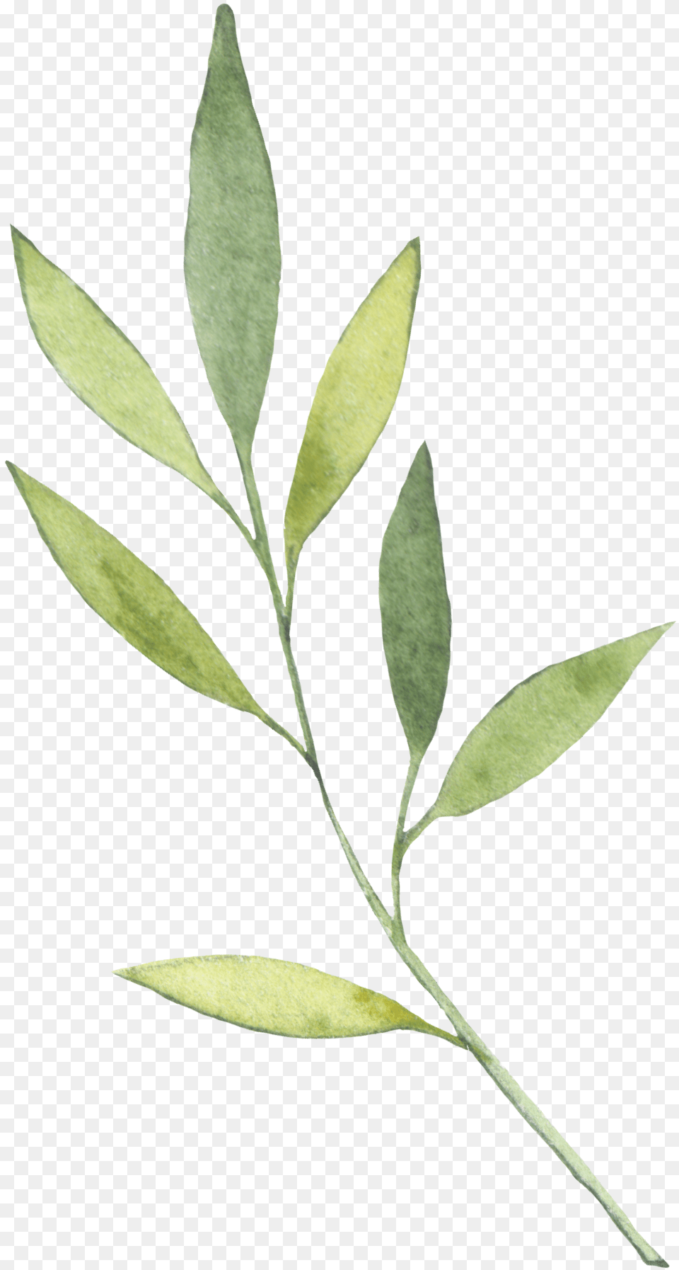 Schooldays Russian Olive, Herbal, Herbs, Leaf, Plant Free Png