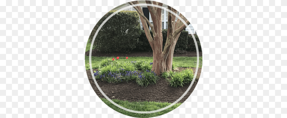 Schreiber Mulch And Materials Yard, Tree, Plant, Photography, Outdoors Free Png Download