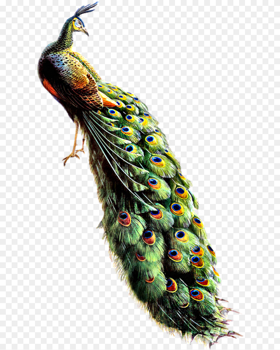 Science And Nature Bird Feathers Peacock Art Beautiful Peafowl, Animal Free Transparent Png