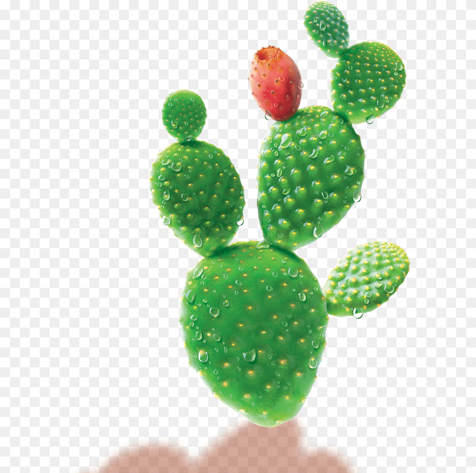 Science Cactus Water, Plant Free Transparent Png