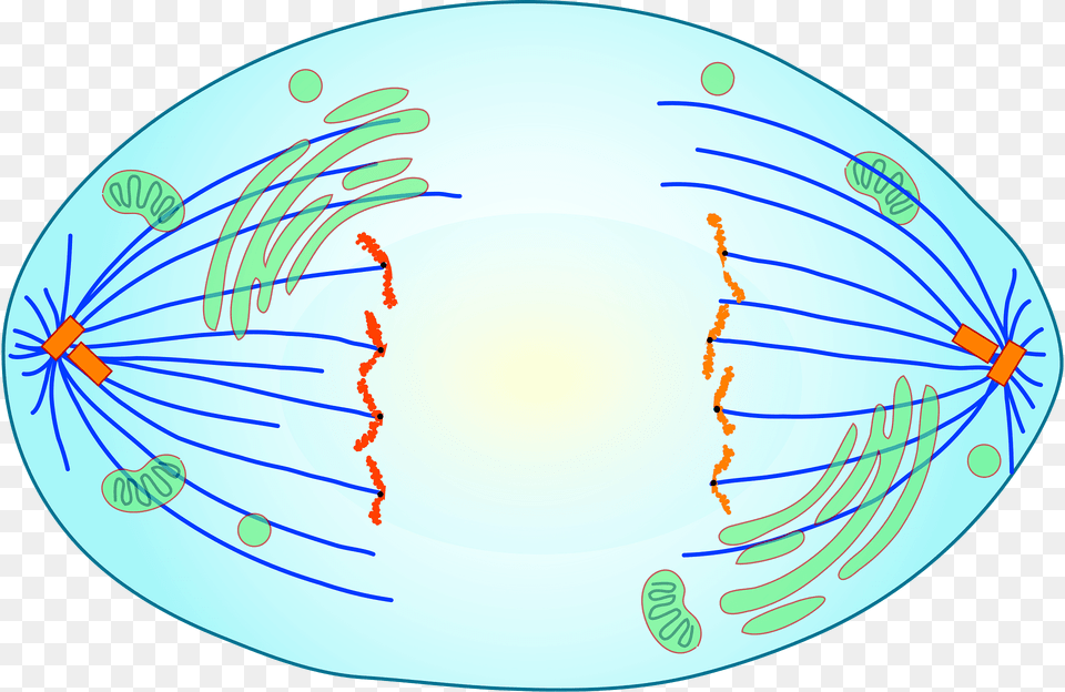 Science Clipart, Egg, Food Png Image