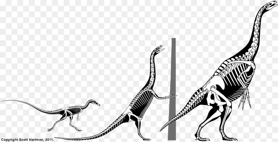 Science Grand Falcarius Skeleton, Animal, Lizard, Reptile, Dinosaur Png