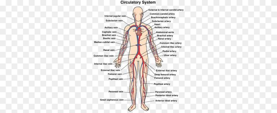 Science Inspiration The Circulatory Circulatory System Diagram, Chart, Person, Plot Free Transparent Png