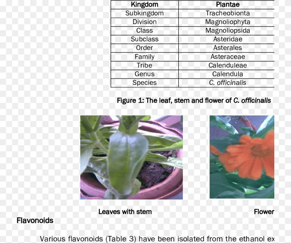 Scientific Classification Of Marigold, Bud, Sprout, Pottery, Potted Plant Free Png Download