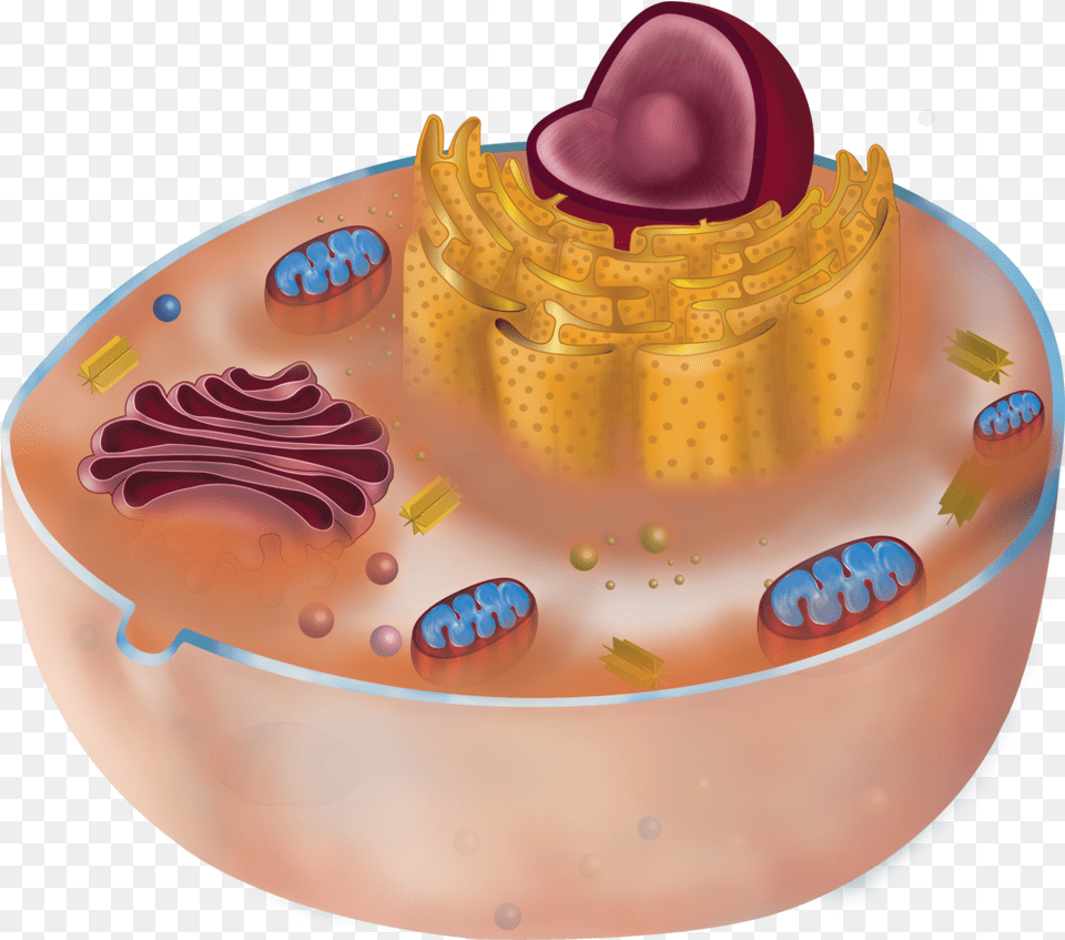 Scientific Illustration U2014 Kuukua A Wilson Birthday Cake, Birthday Cake, Cream, Dessert, Food Png Image