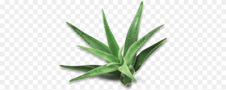 Scientific Studies Atlantia Agave, Aloe, Plant Png Image