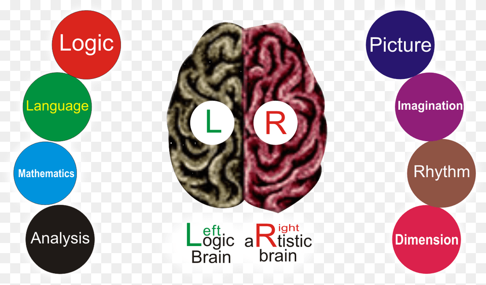 Scientifically Human Brain Is Divided Into Two Parts Bracelet, Animal, Sea Life, Sea, Reef Free Png