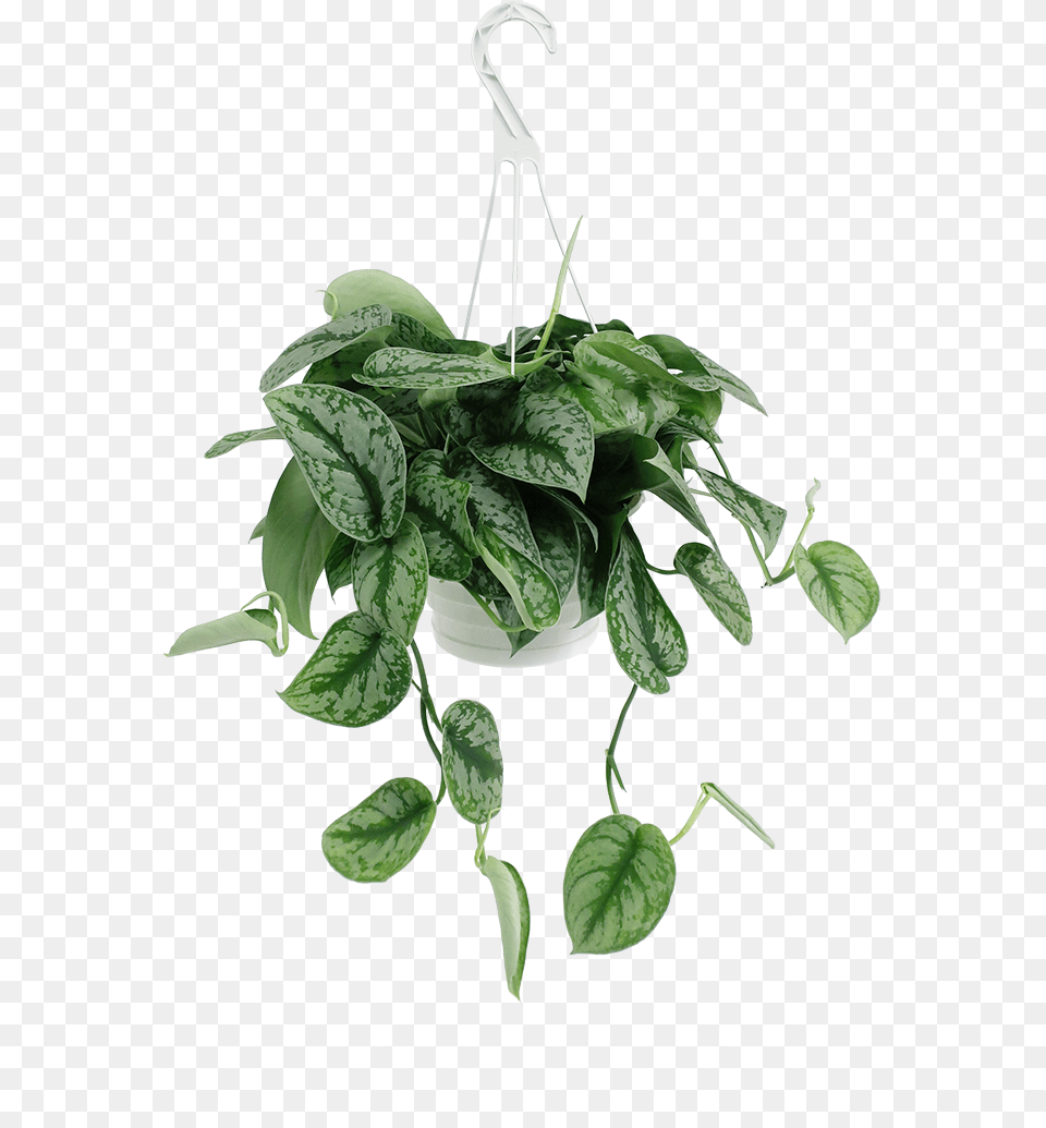 Scindapsus Silver Satin Hanging Basket For Indoor, Leaf, Plant, Potted Plant, Flower Free Png Download