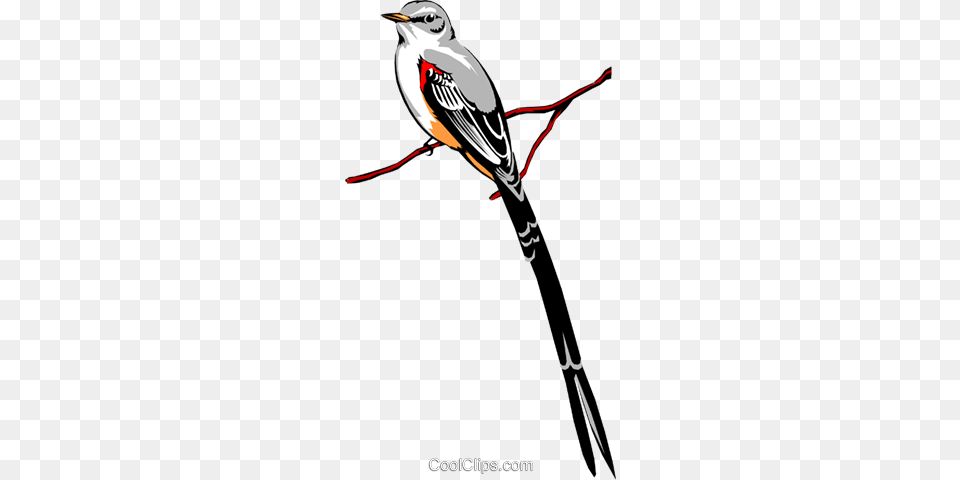 Scissor Tailed Flycatcher Royalty Vector Clip Scissor Tailed Flycatcher Clipart, Animal, Beak, Bird, Finch Png Image