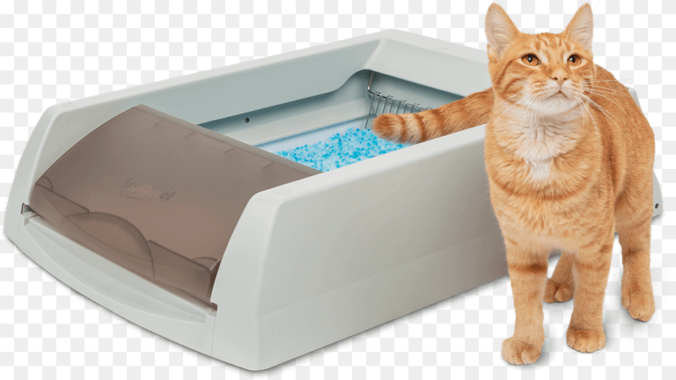 Scoopfree Cat Tabby Cat, Animal, Mammal, Pet, Tub Free Png Download