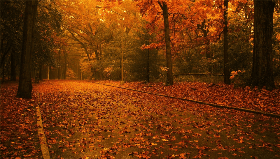 Score 50 Autumn Scenes, Leaf, Plant Png Image