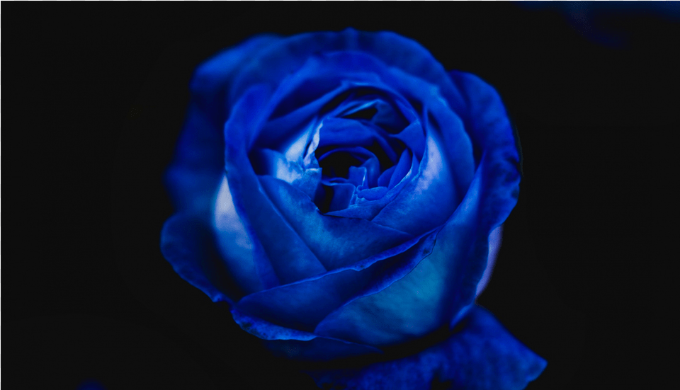 Score 50 Blue Rose, Flower, Plant Free Png