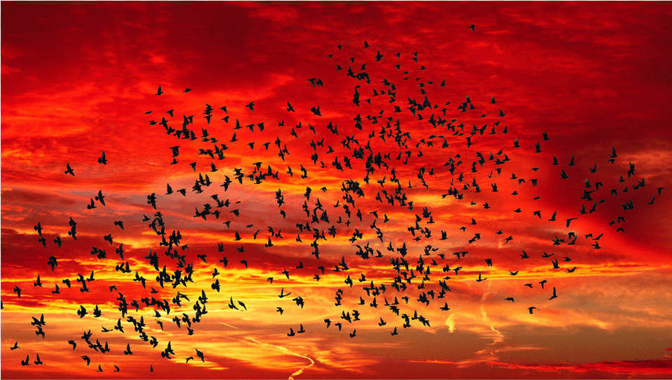 Score 50 Frasi Con Stormo Di Uccelli, Animal, Flock, Nature, Outdoors Free Transparent Png