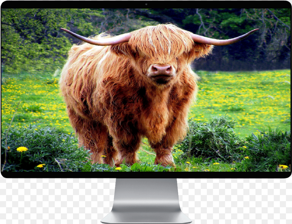 Score 50 Harry Cow, Animal, Bull, Mammal, Cattle Png Image