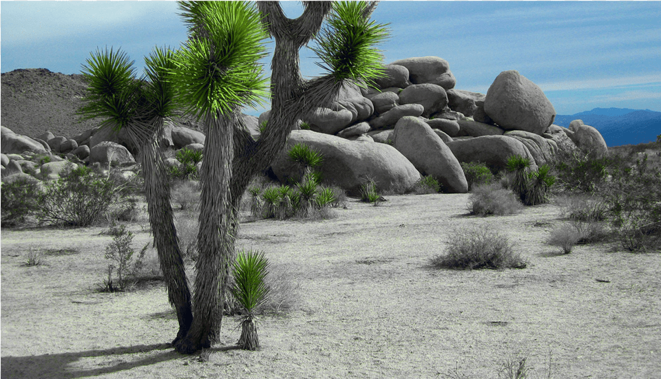 Score 50 Joshua Tree Landscaping, Plant, Summer, Nature, Outdoors Free Png