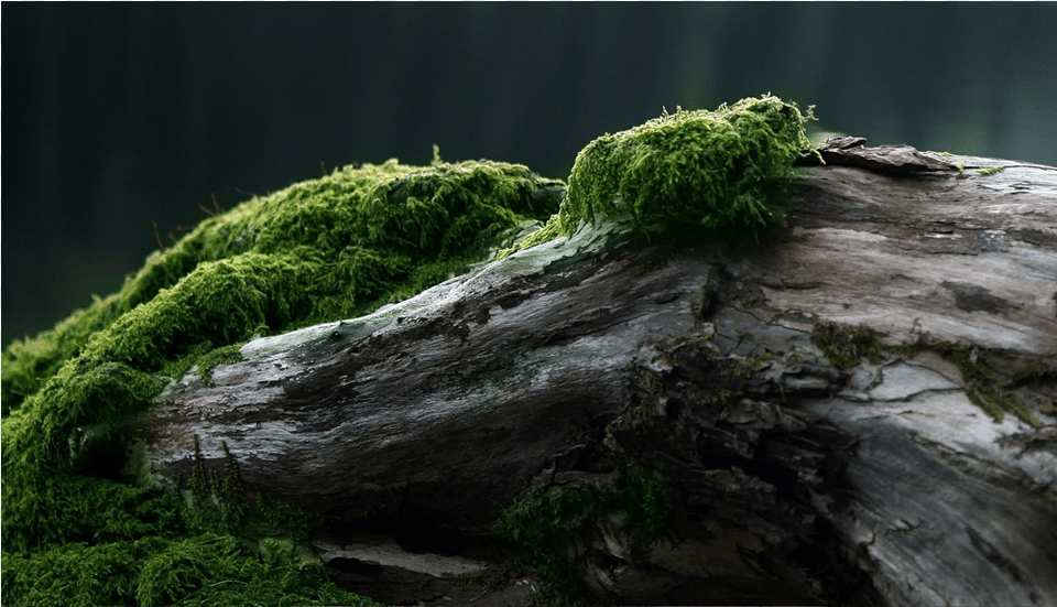 Score 50 Moss On Dead Tree Trunk, Green, Plant, Vegetation Png Image