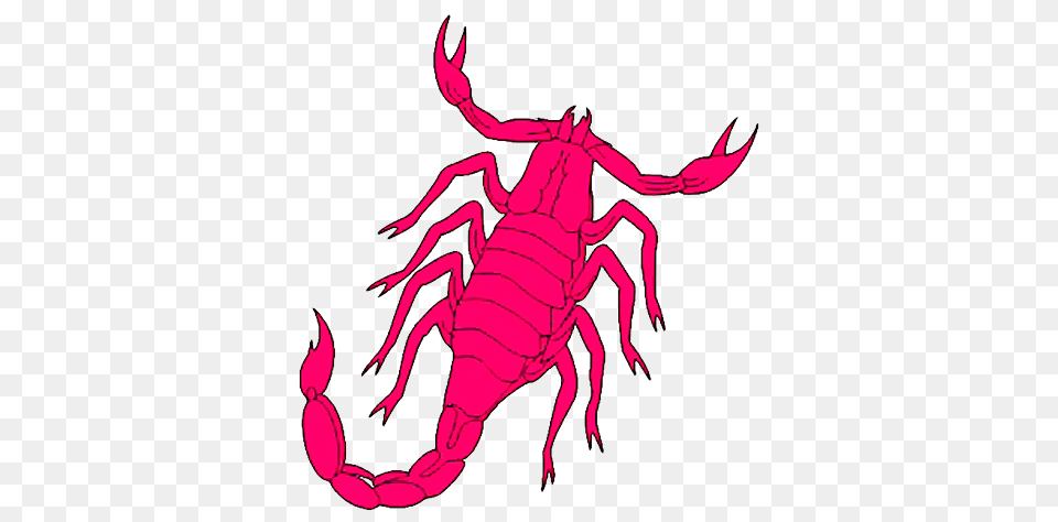 Scorpio, Animal, Baby, Person, Invertebrate Free Transparent Png