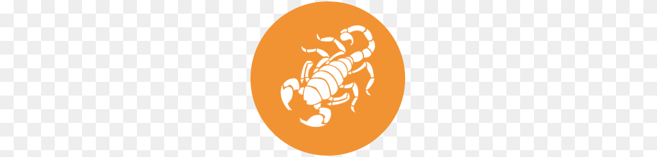 Scorpio, Animal, Invertebrate, Scorpion Free Png Download