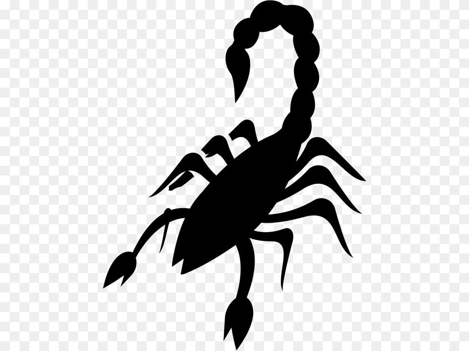 Scorpio Reptile Arachnid Scorpion Wildlife Exotic, Gray Free Transparent Png