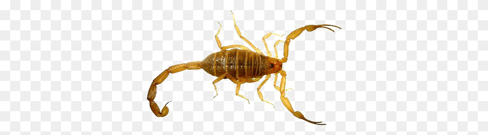 Scorpio Transparent Images Pictures Photos Arts, Animal, Insect, Invertebrate, Scorpion Png Image