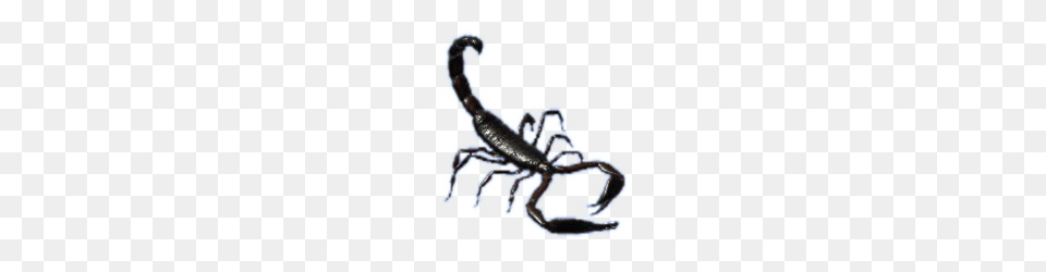 Scorpion, Animal, Invertebrate, Insect Free Png