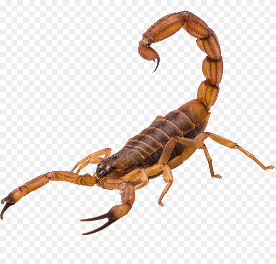 Scorpion Free Transparent Png