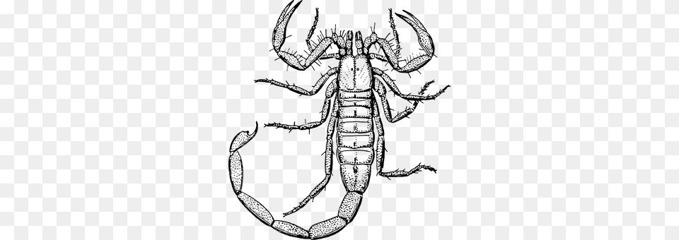 Scorpion Gray Free Transparent Png