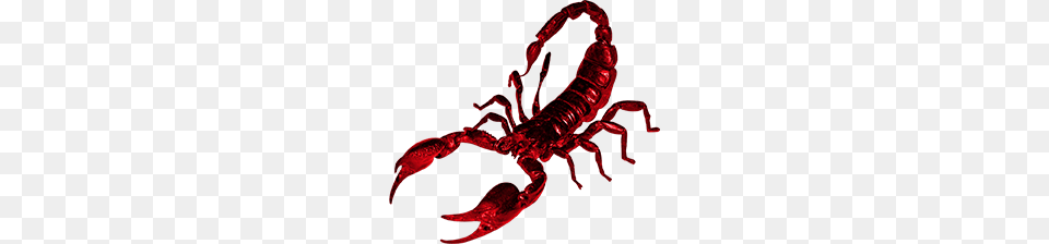 Scorpion, Animal, Invertebrate, Food, Lobster Png