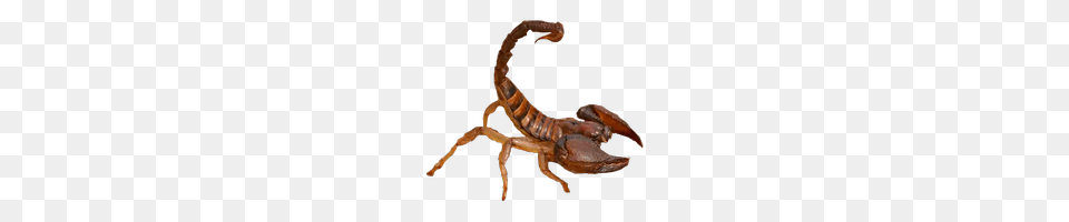 Scorpion, Animal, Insect, Invertebrate, Electronics Png Image