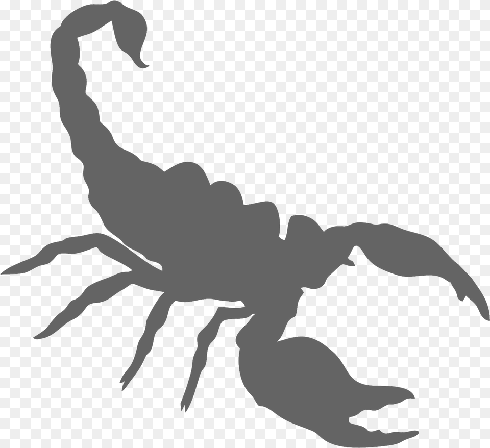 Scorpion, Person, Animal, Invertebrate Free Transparent Png