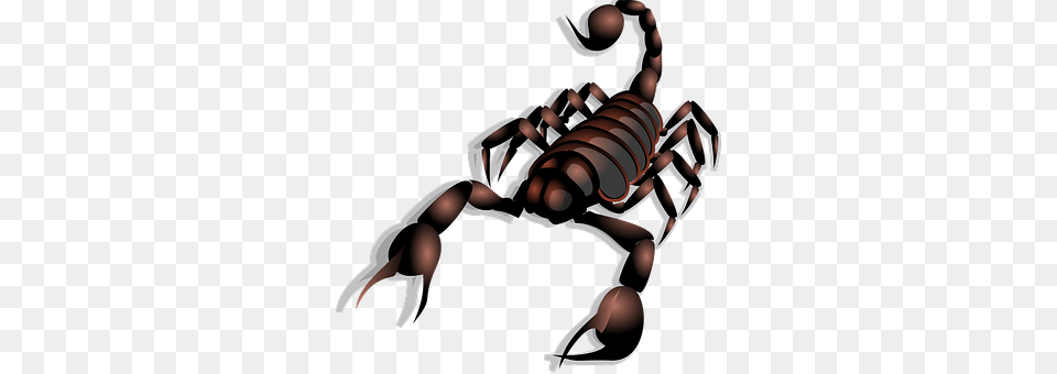Scorpion Animal, Invertebrate, Baby, Person Png Image