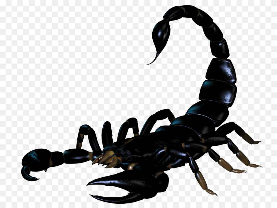 Scorpion, Adult, Female, Person, Woman Png