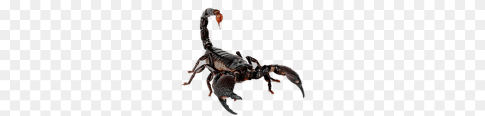 Scorpion, Animal, Invertebrate, Person Free Transparent Png