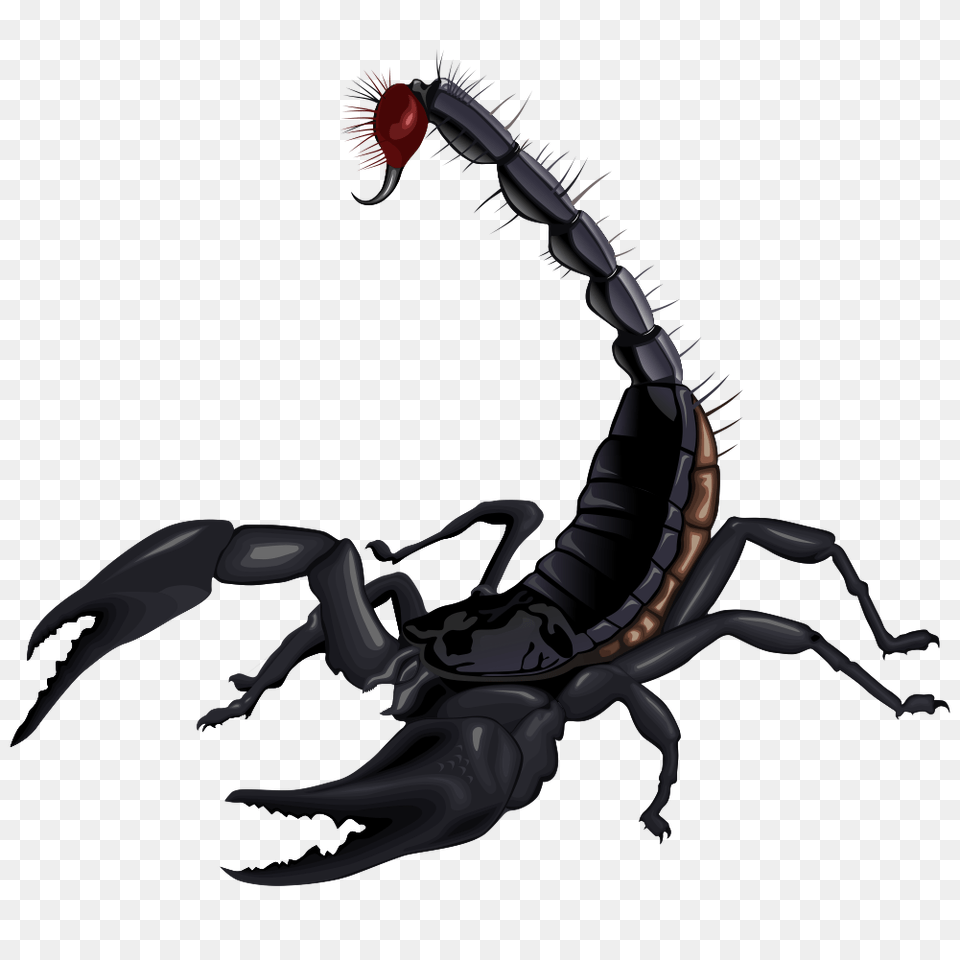 Scorpion, Animal, Invertebrate Png