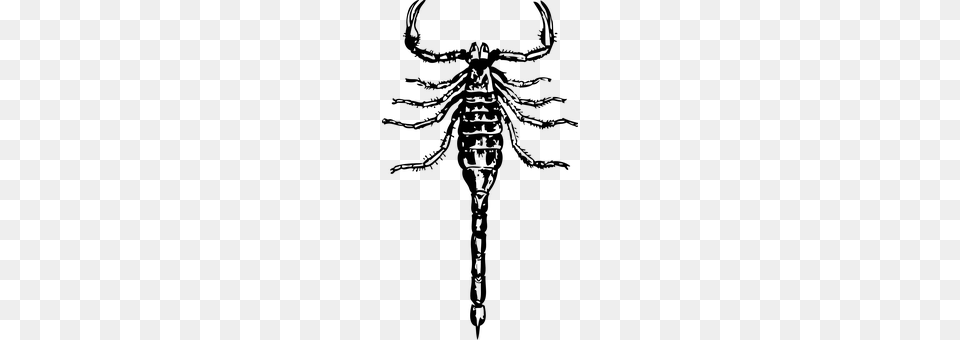 Scorpion Gray Free Transparent Png