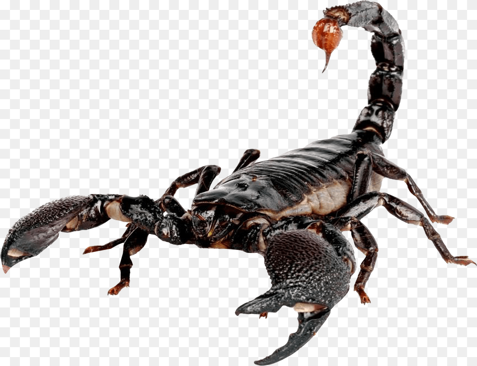 Scorpion, Animal, Invertebrate, Food, Lobster Free Png Download