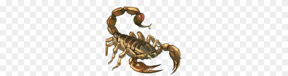 Scorpion, Animal, Invertebrate Free Transparent Png
